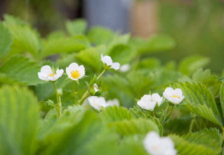 Close up of  flowers of strawberry の写真素材