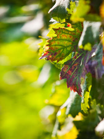 Detail of leaf of vine の写真素材