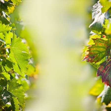Detail of leaves of vine の写真素材