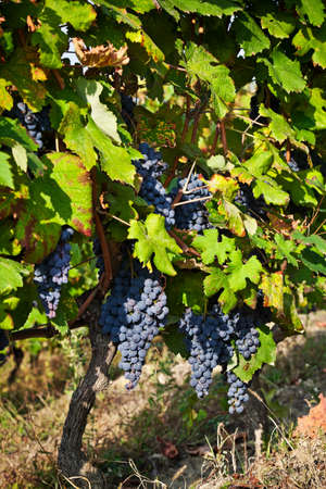 Vineyards, grape harvest in Piedmont, Italyの写真素材