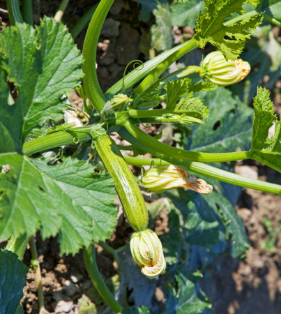 Close up of  organic courgettes  plants in a kitchen garden, in Italy の写真素材