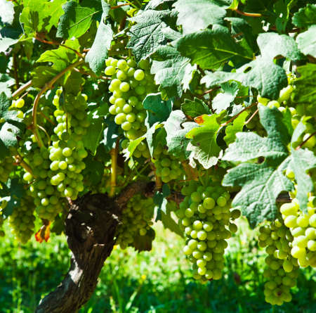 Vine grape, grape harvest in Italy  Piedmont の写真素材