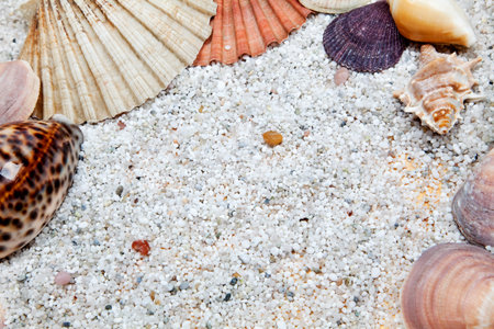 Sea shells with stones on wood.の写真素材