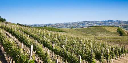 Vineyards and hills in Piedmont, Italy