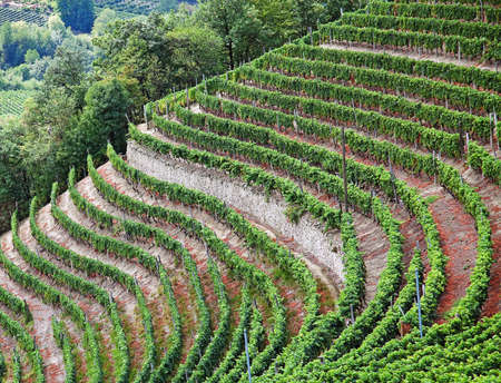 Cossano Belbo (Piedmont, Cuneo, Italy): landscape of Langhe. の写真素材