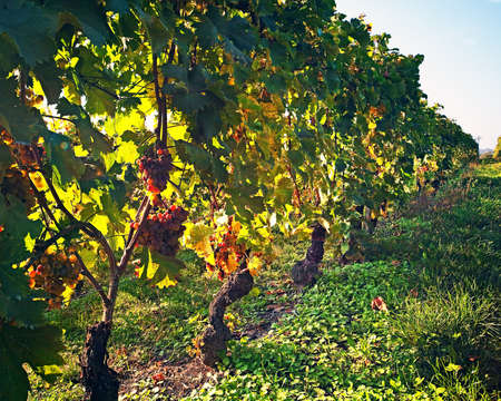 Withered grapes to be made into dessert Italian wineの写真素材