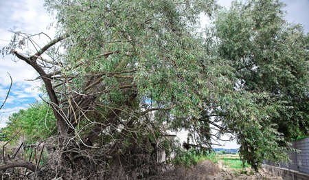 Tree of willowの写真素材