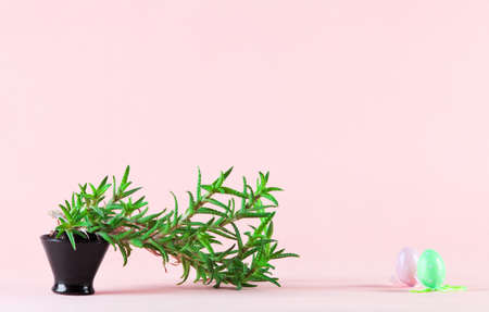 Succulent plant and Eastr eggs on pinkの写真素材