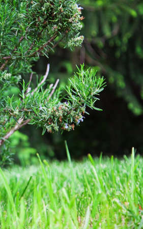 Blooming Rosemary ( Rosmarinus Officinalis)の写真素材