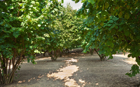 Field of hazelnuts in Piedmont, Italyの写真素材