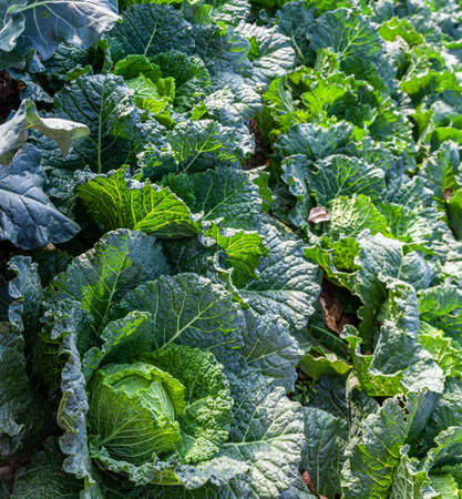 Detail of Cabbage cultivation in a vegetable garden. Focus on the foreground. Organic agriculture.の写真素材