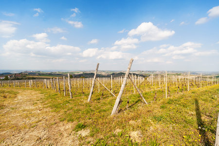 Landscape with vineyards in spring. Sky with clouds Near Asti, Piedmont, Italy. Horizontal