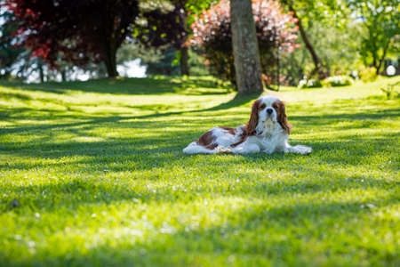 A Cavalier King Charles Spaniel dog in the nature on a sunny day. Selective focusの写真素材