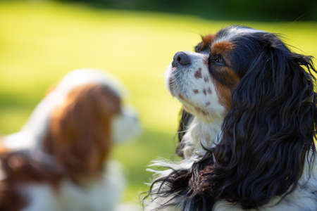 A Cavalier King Charles Spaniel dog in the nature on a sunny day looking away. Selective focus. In the background a second cavalierの写真素材