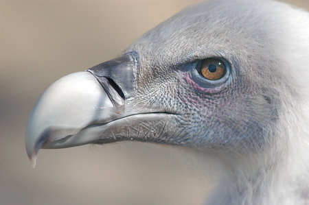 Vulture