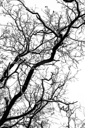 Snow covered branch of a treeの写真素材