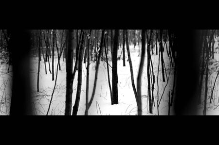 Trees in the snowの写真素材