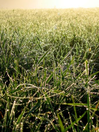 grassの写真素材