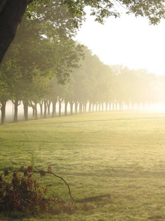Row of trees fades in the morning fogの写真素材