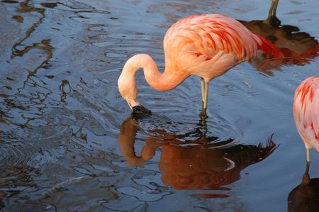 Flamingoの写真素材