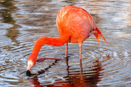 Flamingoの写真素材