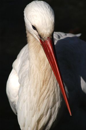 Stork 2の写真素材