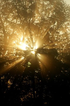 Sun literally explodes in a tree with fogの写真素材