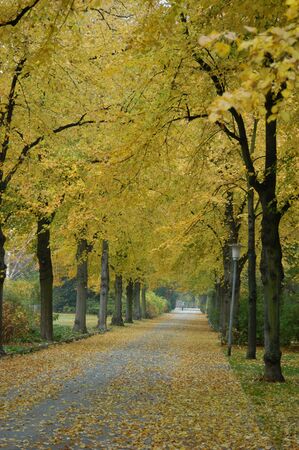 Autumn in the Parkの写真素材