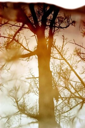 Tree reflects in Lakeの写真素材