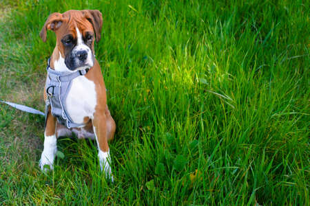 Cute light brown fawn young male boxer puppy with a cute white streaked face almost resembling a portrait with sad eyes sitting and waitingの写真素材