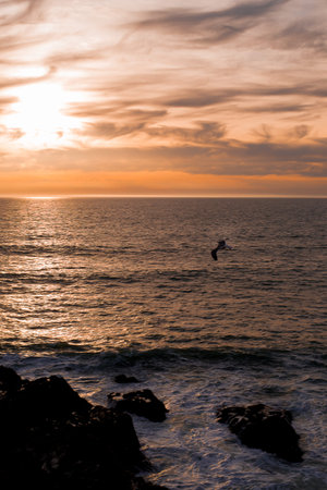 Seagull flying against a cloud horizon of orange yellow at sunset with the beauty of orange clouds...