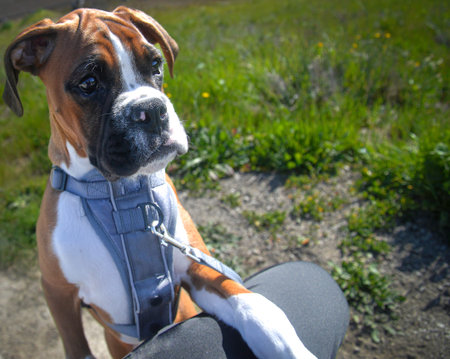 Cut fawn boxer puppy 3 months old, pure bred, sad eyes, expressive, playful,の写真素材