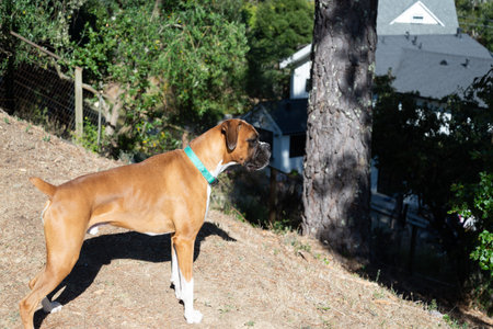 Fawn boxer stands at the top of a hill concentrating on the action below.の写真素材