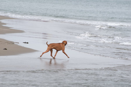 Brown vizsla walking on the beach with water in the distanceの写真素材