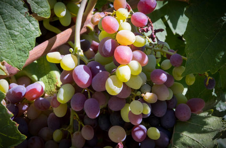 Day time photo of grapes at a grapevine in Washington Stateの写真素材