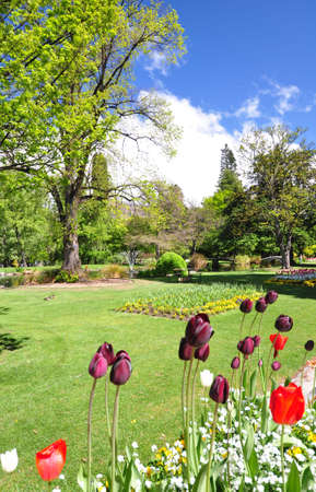 Tulips in the English style botanical gardens at Queenstown, New Zealand の写真素材