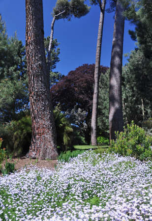 The English style Botanical Gardens, Christchurch, New Zealand の写真素材
