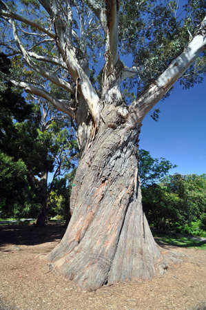 Very large and very beautiful Eucalyptus tree  Christchurch Botanical Gardens, New Zealand の写真素材