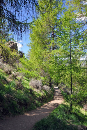 Forest walk to Mount John Observatory from Lake Tepako, New Zealand の写真素材