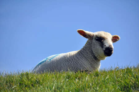 Spring lameの写真素材