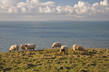 Sheep roaming the wild headland at Baggy Point, in North Devon, England. This Island of Lundy is on...