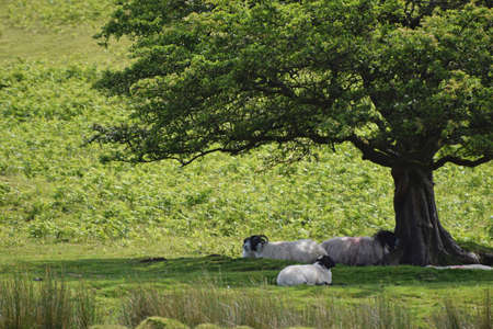 Moorland sheep taking shade under a tree near Meldon, Dartmoor, Devon, Englandの写真素材