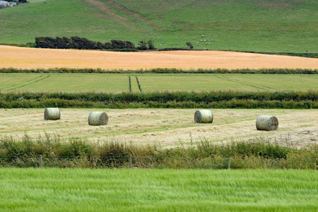 Hay bales, made only an hour or so before, in a field in North Devon, England. Viewed from the Tarka...