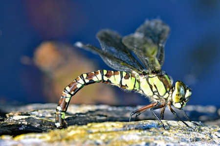 A female Southern Hawker Dragonfly ( Aeshna Cyanea) laying eggs on a log at the edge of a pond in North Devon, England.の写真素材