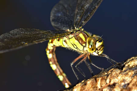 A female Southern Hawker Dragonfly ( Aeshna Cyanea) laying eggs on a log at the edge of a pond in North Devon, England.の写真素材