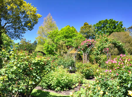 Rose Garden arches at the Botanical Gardens in Chrictchurch, New Zealand.の写真素材