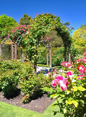 Rose Garden arches at the Botanical Gardens in Chrictchurch, New Zealand.の写真素材