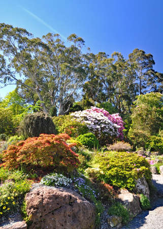 Rhododendrons in the Rock Garden at the Botanical Gardens in Christchurch, New Zealand.の写真素材