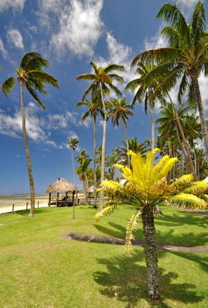 The tranquil beaches of the  South Pacific Ocean really are paradise found. This thatched beach hut overlooks the Coral Coast on the island of Viti Levu (Fiji)の写真素材