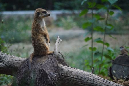 Cute meerkat or surikate at the wild natureの写真素材
